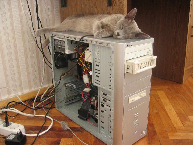 Cats.jpg